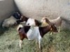 LOT 53&nbsp; 4X OOIE/EWE BOERBOK&nbsp; Rhenosterhoek, Kobus van der Walt - 082926 0929 (Per stuk om lot te neem/Per Piece to take the lot)