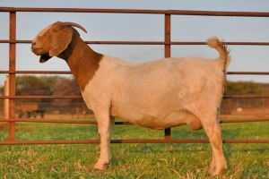 1+2 X BOERBOK OOI/EWE - SCHOONHEID BOERBOKSTOET - KUDDE/FLOCK