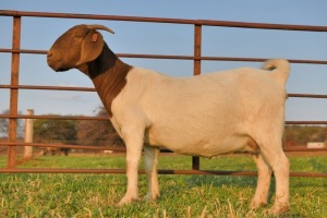 1 +1 X BOERBOK OOI/EWE - SHOONHEID BOERBOKSTOET - KUDDE/FLOCK