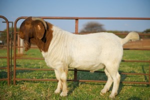 1 X BOERBOK RAM SCHOONHEID BOERBOKSTOET - KUDDE/FLOCK