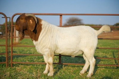 1 X BOERBOK RAM SCHOONHEID BOERBOKSTOET - KUDDE/FLOCK