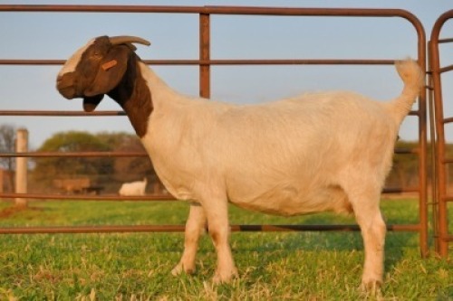 1 +2 X BOERBOK OOI/EWE - SCHOONHEID BOERBOKSTOET - KUDDE/FLOCK