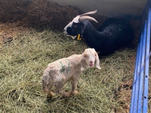 LOT 62&nbsp; 1X OOI MET LAM/EWE WITH LAMB&nbsp; BOERBOK Rhenosterhoek, Kobus van der Walt - 082926 0929