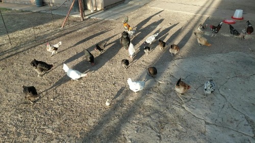 4 X KAPOKKIES MIX (Pay per animal to take the lot)