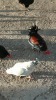 4 X KAPOKKIES MIX (Pay per animal to take the lot) - 2