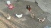 4 X KAPOKKIES MIX (Pay per animal to take the lot) - 3