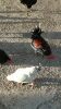 4 X KAPOKKIES MIX (Pay per animal to take the lot) - 2