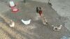 4 X KAPOKKIES MIX (Pay per animal to take the lot) - 3