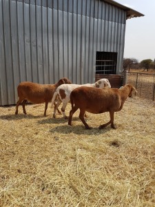 3 X OOI/EWE MEATMASTER MAROELASFONTEIN MEATMASTERS (PER PIECE TO TAKE THE LOT)