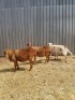 3 X OOI/EWE MEATMASTER MAROELASFONTEIN MEATMASTERS (PER PIECE TO TAKE THE LOT) - 2