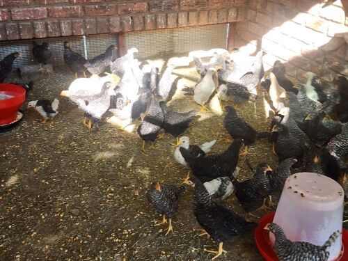 4 X POTCH KOEKOEK MIX (Pay per animal to take the lot)