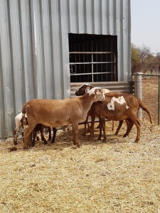 1 X OOI/EWE MEATMASTER MAROELASFONTEIN MEATMASTERS