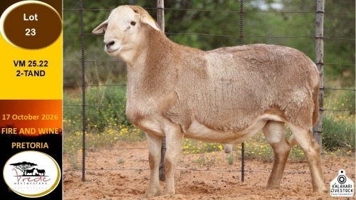 1 X MEATMASTER RAM Vrede Meatmasters