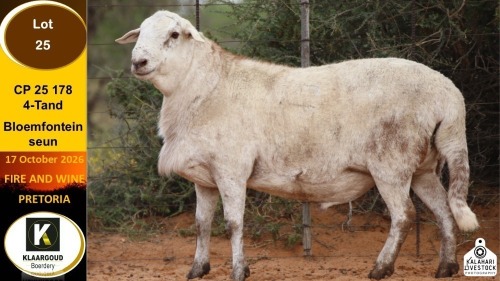 1 X MEATMASTER RAM Klaargoud Boerdery