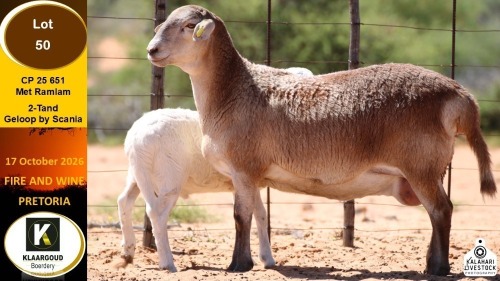 1+1 X MEATMASTER EWE Klaargoud Boerdery