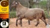 1 X MEATMASTER RAM Klaargoud Boerdery