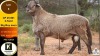1 X MEATMASTER RAM Klaargoud Boerdery - 2