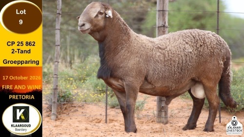 1 X MEATMASTER RAM Klaargoud Boerdery