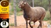 1 X MEATMASTER RAM Klaargoud Boerdery - 2