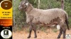 1 X MEATMASTER RAM Klaargoud Boerdery - 2