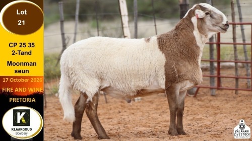 1 X MEATMASTER RAM Klaargoud Boerdery