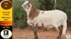 1 X MEATMASTER RAM Klaargoud Boerdery - 2