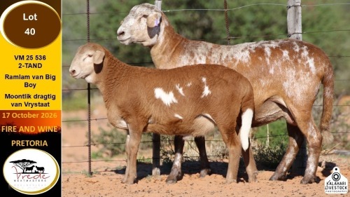 1+1 X MEATMASTER EWE Vrede Meatmasters