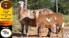 1+1 X MEATMASTER EWE Vrede Meatmasters - 2