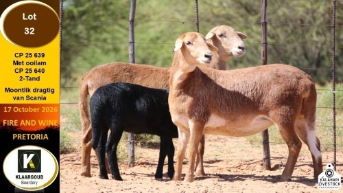 1 X MEATMASTER EWE Klaargoud Boerdery