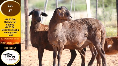 1+1 X MEATMASTER EWE Vrede Meatmasters