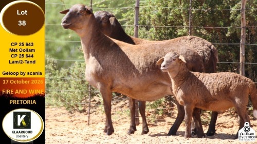 1 X MEATMASTER EWE Klaargoud Boerdery