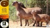 1 X MEATMASTER EWE Klaargoud Boerdery