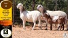 1+1 X MEATMASTER EWE Klaargoud Boerdery