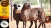 1 X MEATMASTER EWE Vrede Meatmasters