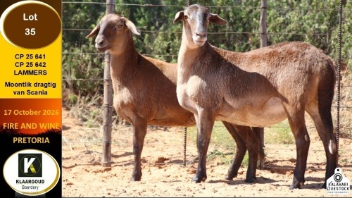 1 X MEATMASTER EWE Klaargoud Boerdery