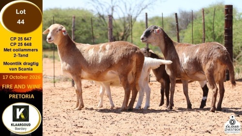 1+1 X MEATMASTER EWE Klaargoud Boerdery