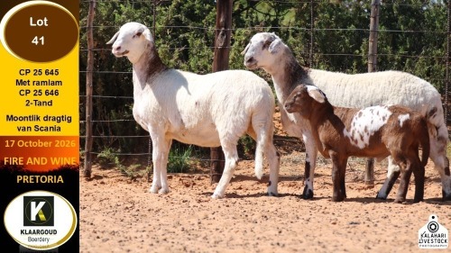 1 X MEATMASTER EWE Klaargoud Boerdery