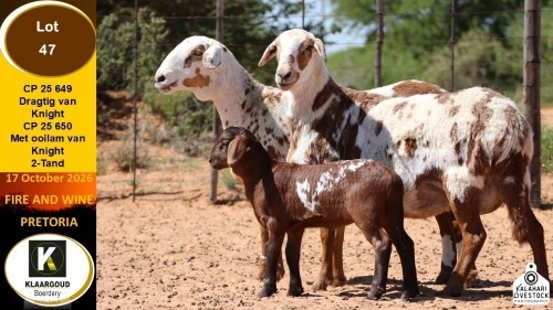 1+1 X MEATMASTER EWE Klaargoud Boerdery