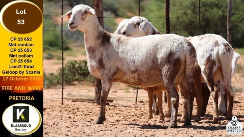 1+1 X MEATMASTER EWE Klaargoud Boerdery