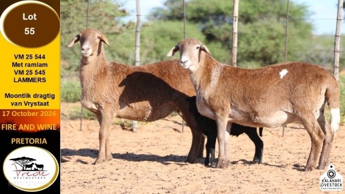 1+1 X MEATMASTER EWE Vrede Meatmasters