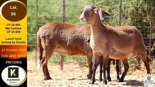 1 X MEATMASTER EWE Klaargoud Boerdery