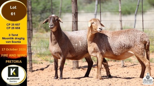 1 X MEATMASTER EWE Klaargoud Boerdery