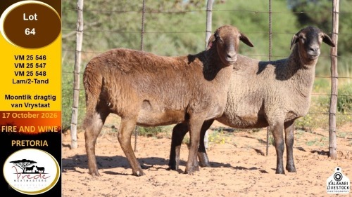 1 X MEATMASTER EWE Vrede Meatmasters