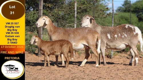 1 X MEATMASTER PREGNANT EWE Vrede Meatmasters