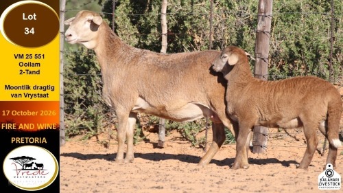 1+1 X MEATMASTER EWE Vrede Meatmasters