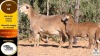 1+1 X MEATMASTER EWE Vrede Meatmasters