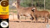 1+1 X MEATMASTER EWE Vrede Meatmasters - 2