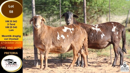 1 X MEATMASTER EWE Vrede Meatmasters