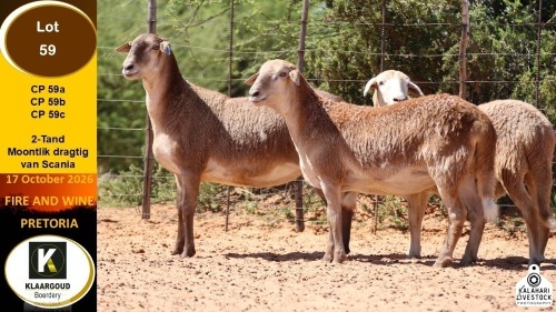 1 X MEATMASTER EWE Klaargoud Boerdery