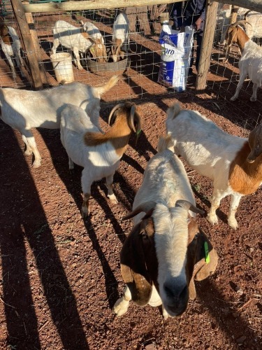 7 X BOER GOAT OOI (Pay per animal to take the lot)